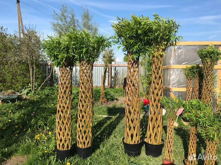 Черенки ивы Американка гигантская и других сортов