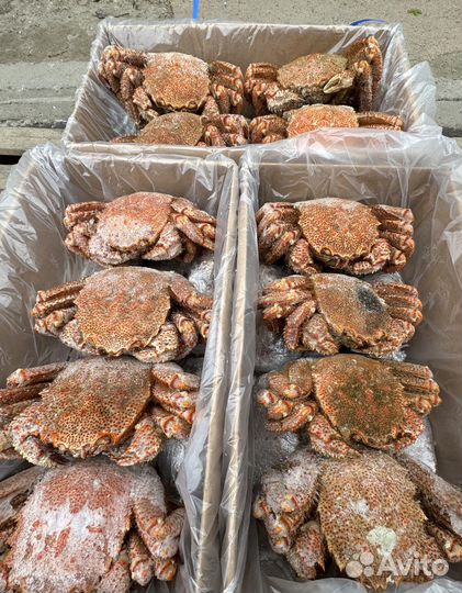 Оптом Краб Волосатик