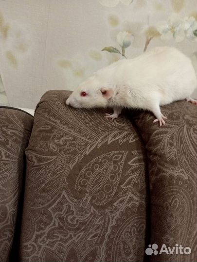 Крыса с клеткой