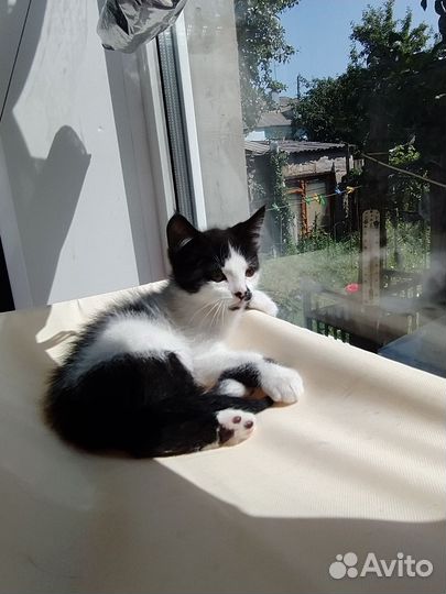 Котята от кошки мышеловки