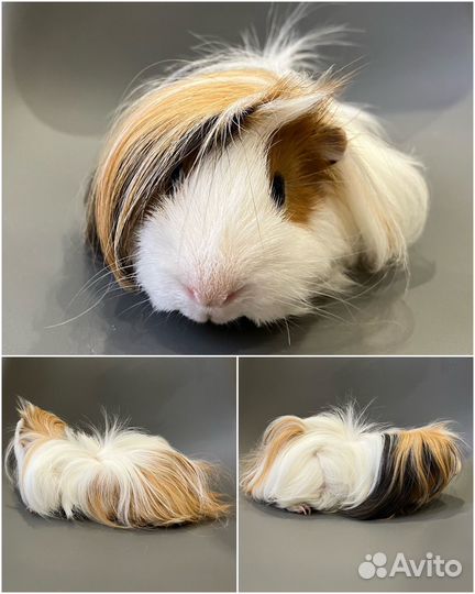 Морские свинки