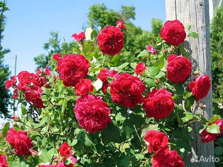 Саженцы роз открытая корневая из грунта