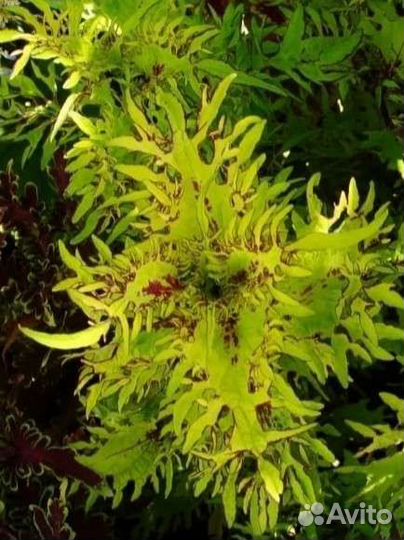 Излишки колеусов. Три сорта