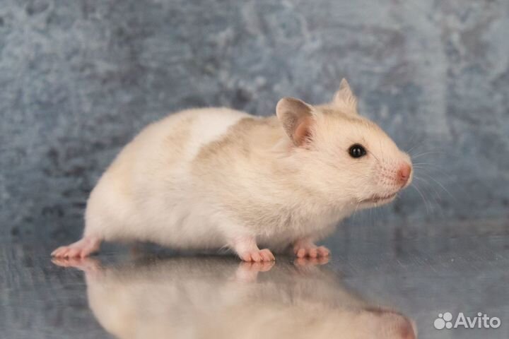Сирийские Ангорские Джунгарские Хомяки Ручные