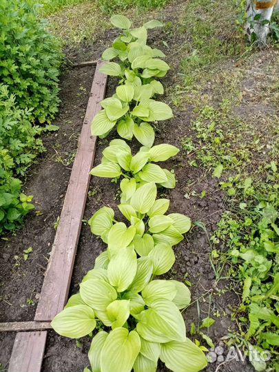 Хоста королевская