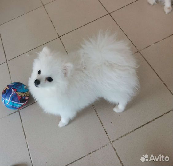 Собаки