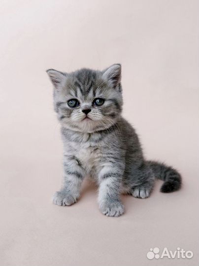 Британская