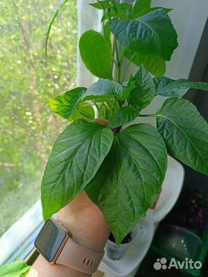 Рассада овощей