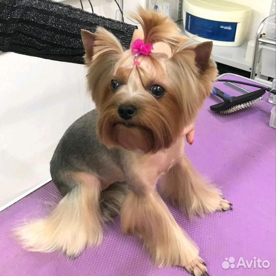 Стрижка собак и кошек всех пород