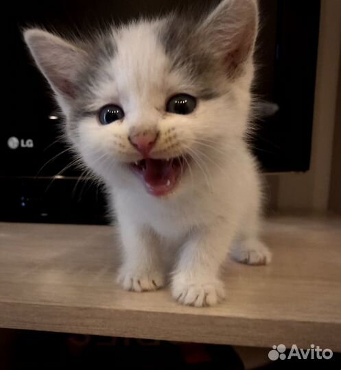 Кошечка в добрые руки