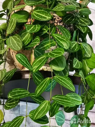 Дисхидия овата