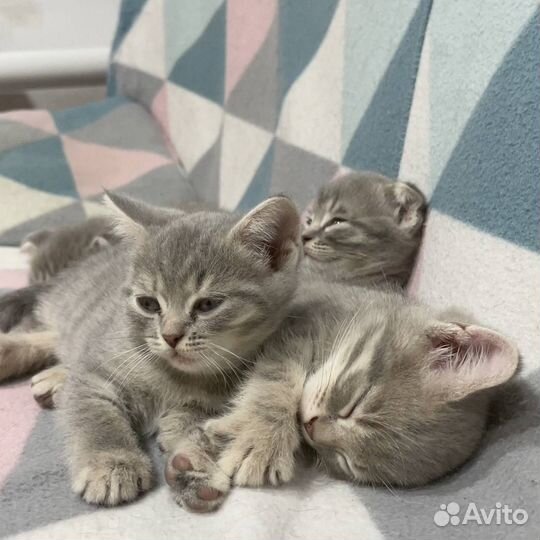 Британские котята