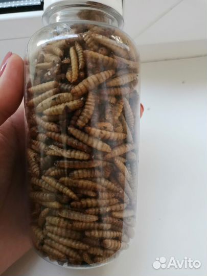 Личинки черной львинки