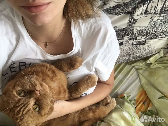 Зооняня, передержка животных