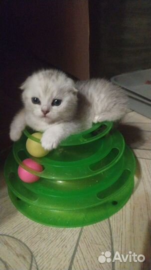 Шотландские котята