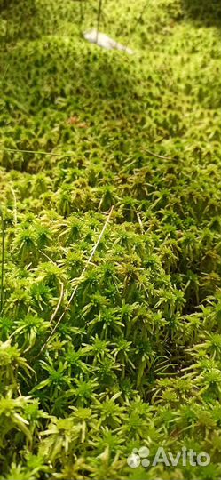 Мох сфагнум