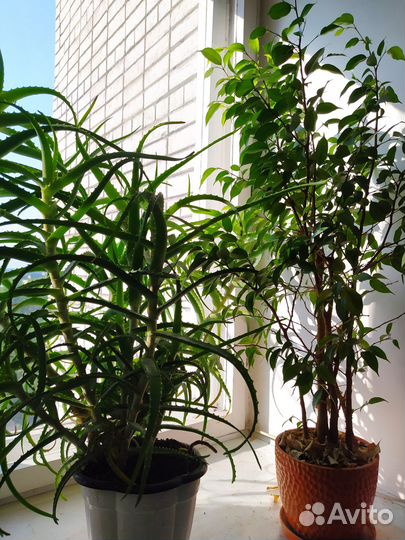 Фикус бенджамин и алоэ