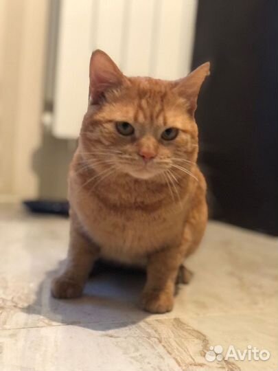 Котя хочет домой