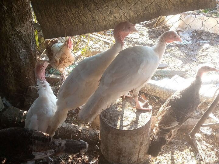 Индюшата, Петушки молодые, яйца куриные