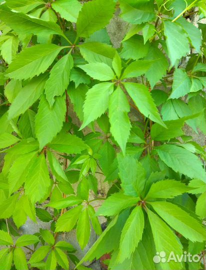 Девичий виноград