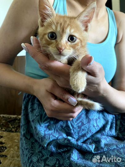 Отдам котят в добрые руки