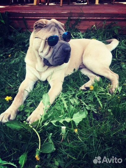 Выгул собак