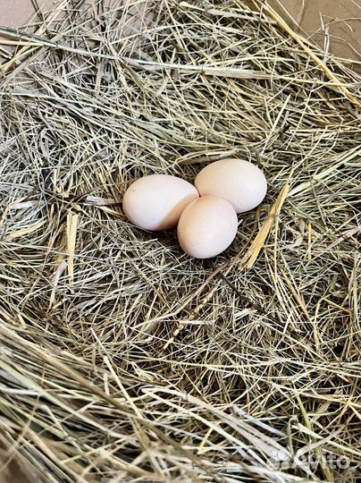 Инкубационное яйцо Брама