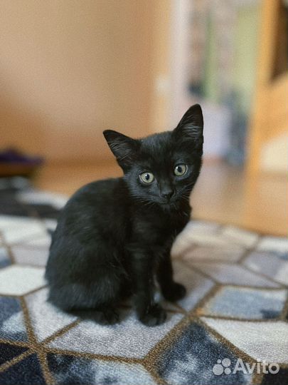 Котенок в добрые руки