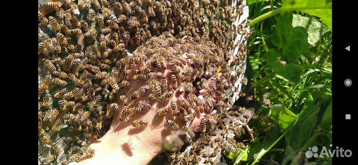 Пчелосемьи Карника