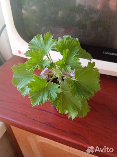 Королевская герань