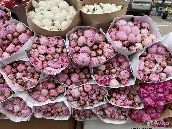 Пион Сара 21