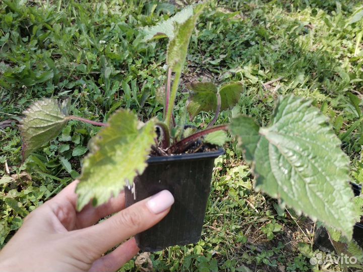 Колокольчик точечный