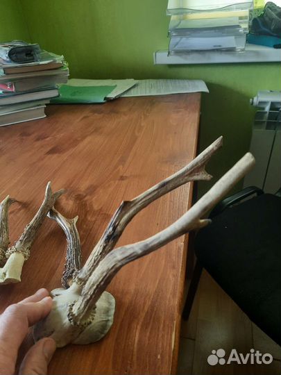 Рога косули