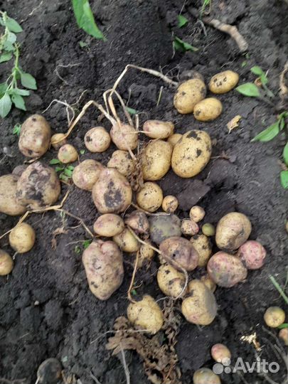 Продам картофель