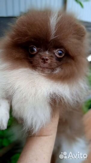 Померанский шпиц мини