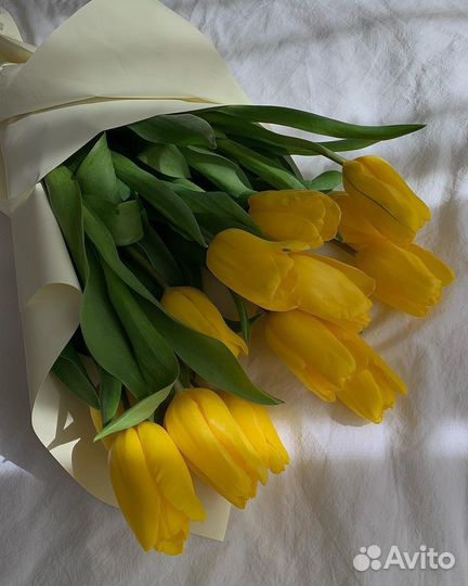 Желтые голландские тюльпаны