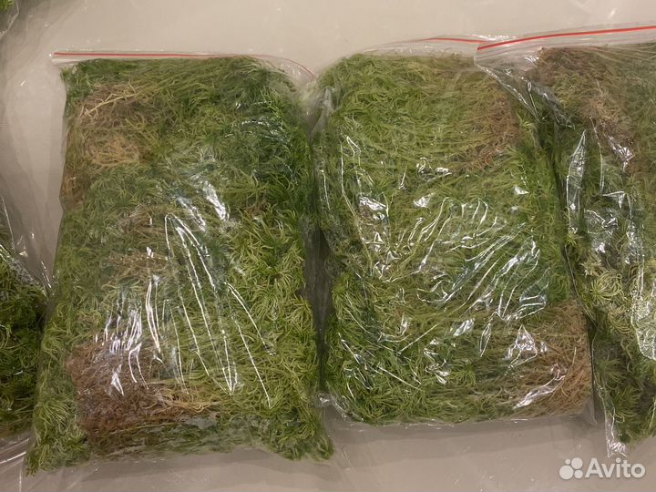 Мох сфагнум живой