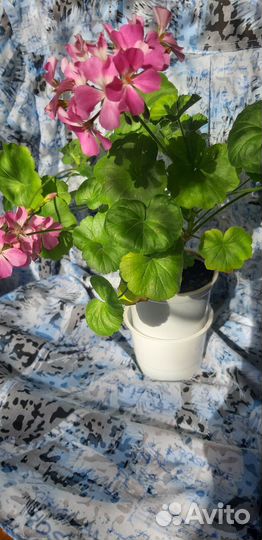 Герань пеларгония