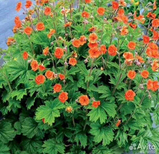 Бруннера многолетняя, Гравилат оранжевый