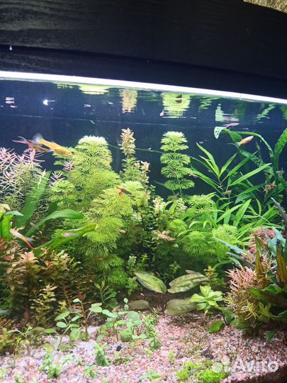 Аквариумные растения