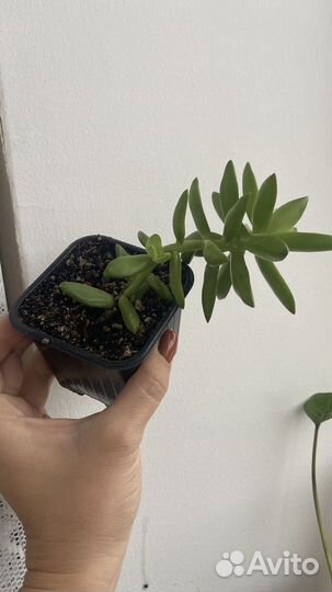 Сукулент седум