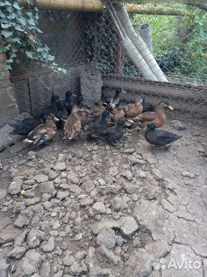 Китайские перепела, яица фазана инкубационное