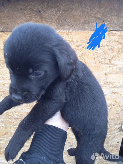 Щенки лабрадора