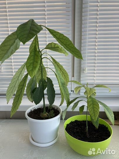 Авокадо растение