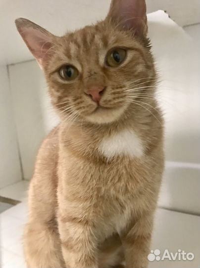 Кошка в добрые руки