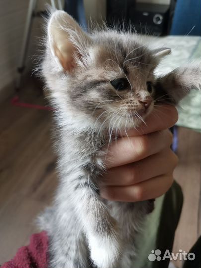 Котенок ищет дом
