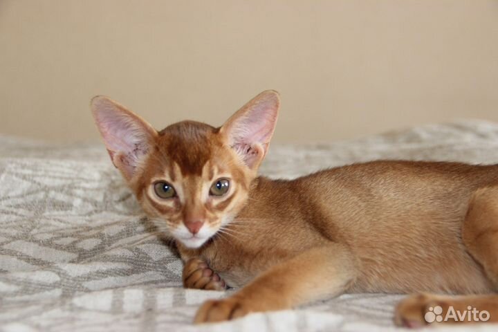 Абиссинские котята