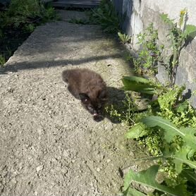 Кошки курильский бобтейл