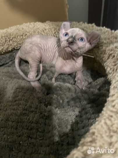 Канадский сфинкс