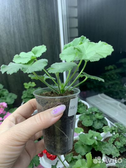 Пеларгония юв -Даная